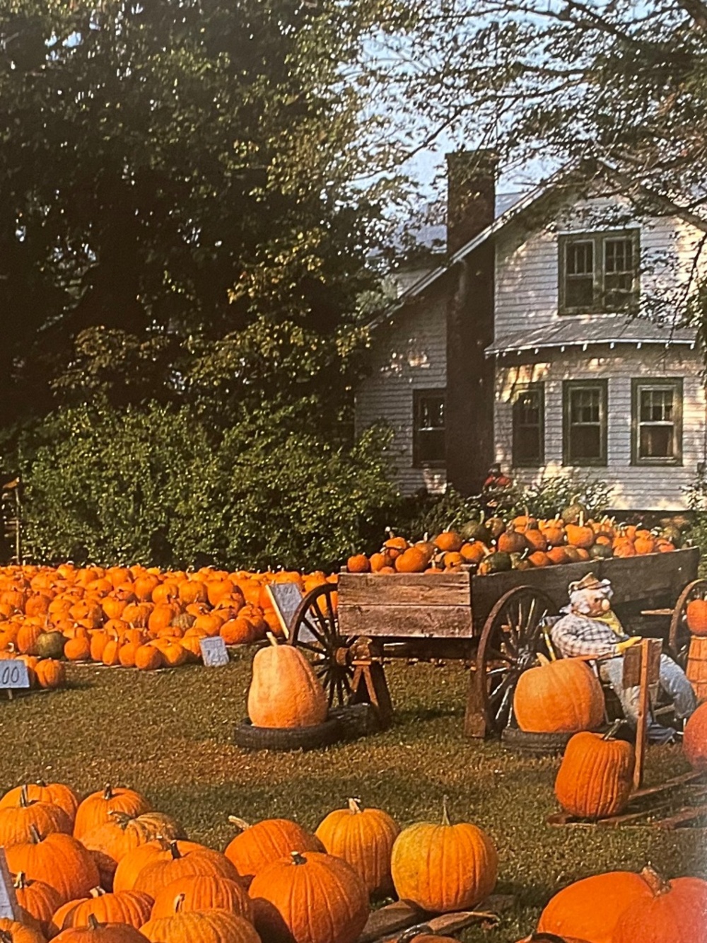 Punmpkins:  A Photographic Celebration - Hardbound - Picture 12 of 13